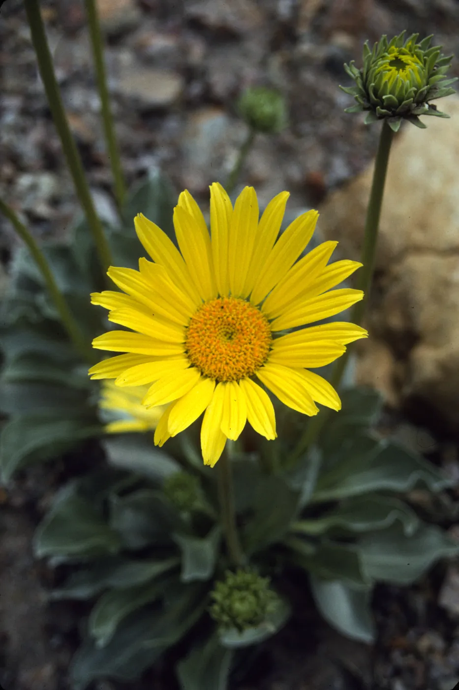 Enceliopsis covillei flower