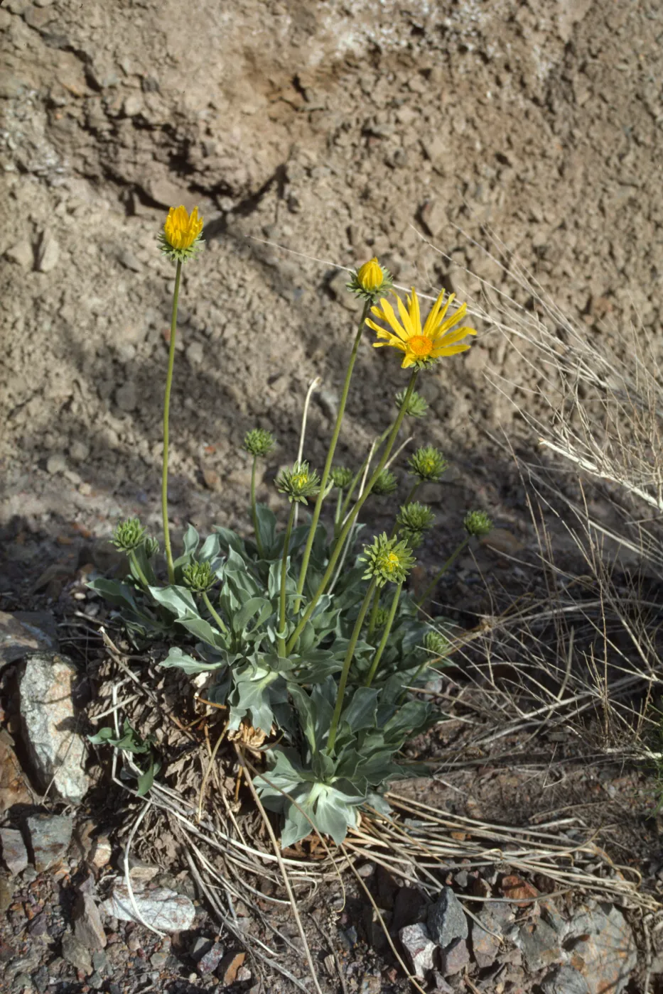 Enceliopsis covillei in bloom