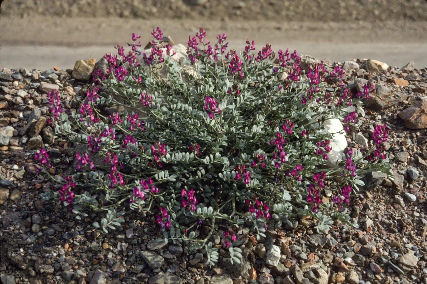 Astragalus