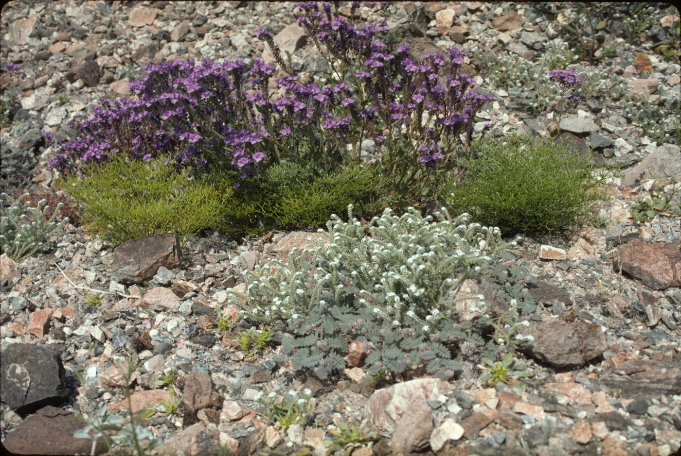 Wildflower 'garden'
