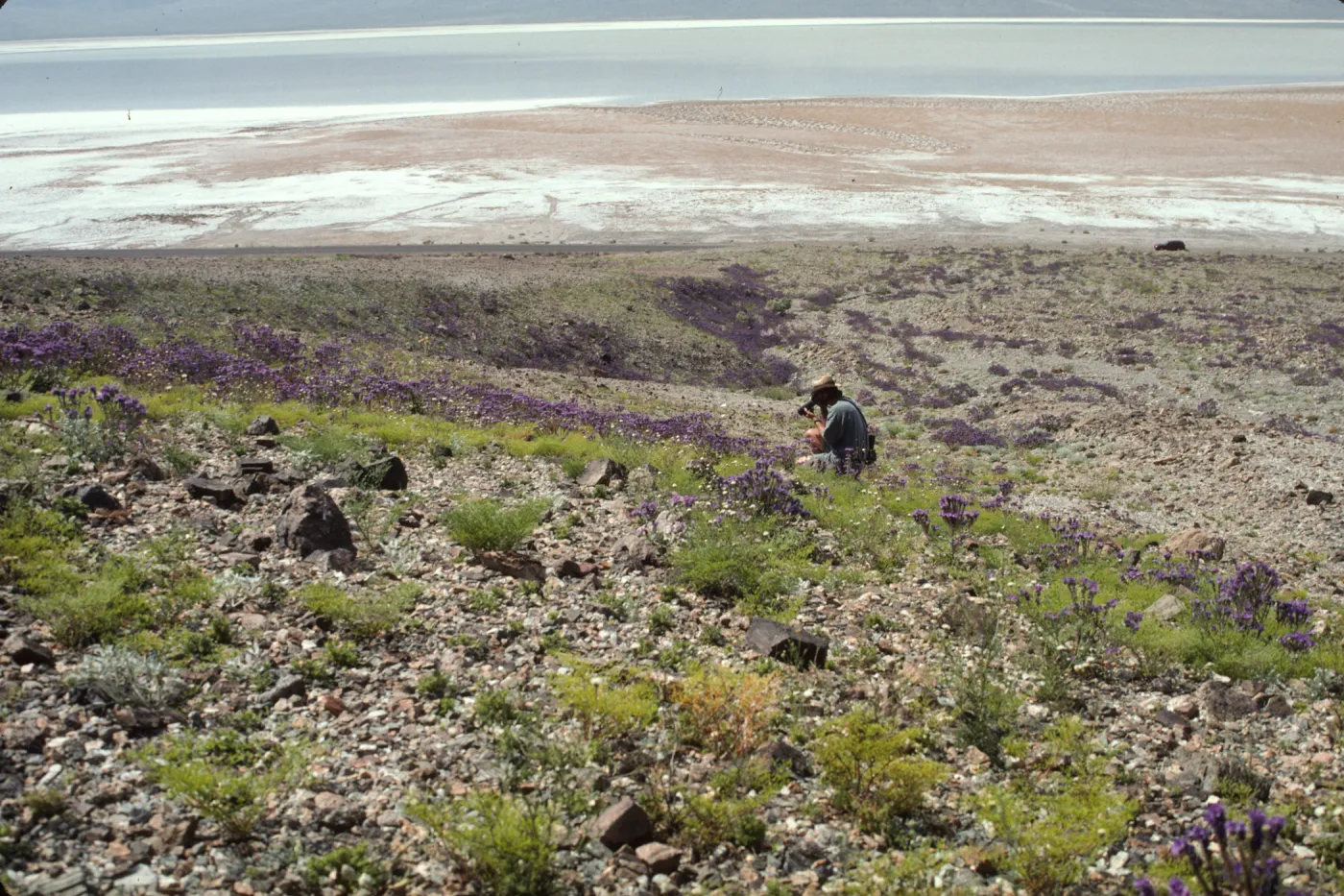 Slope above Badwater