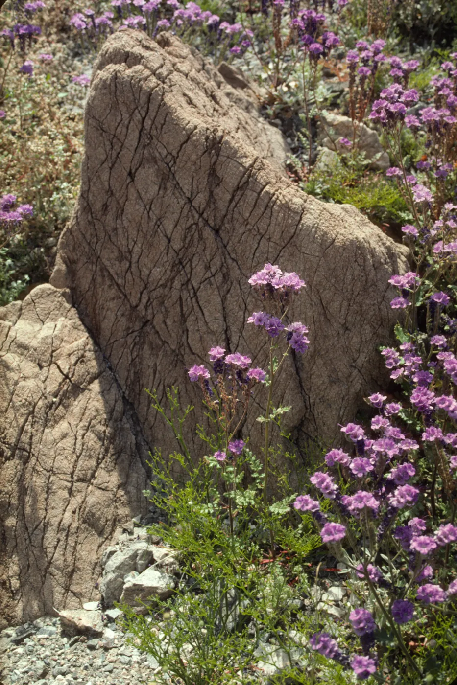 Phacelia
