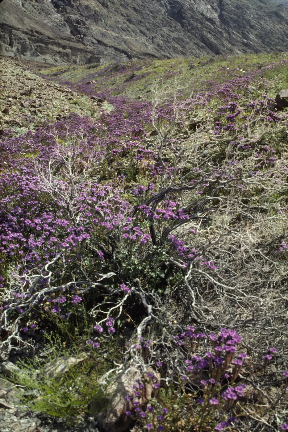 Phacelia