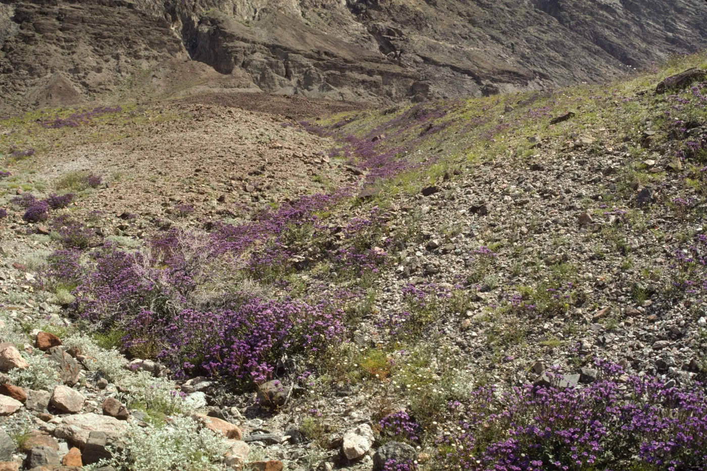 Phacelia 'wash'