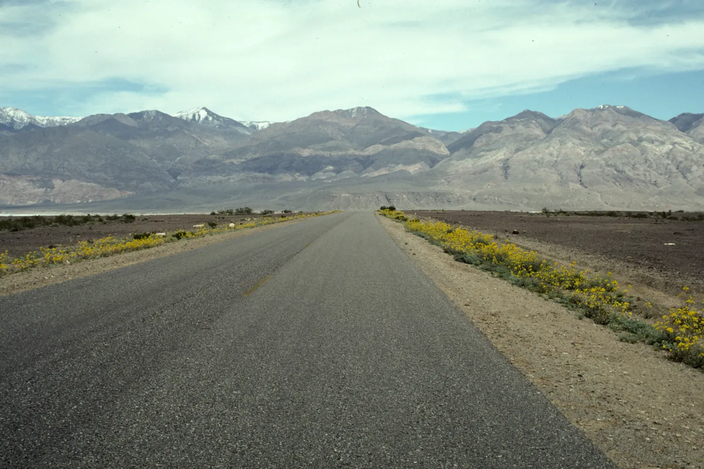 Road with Geraea