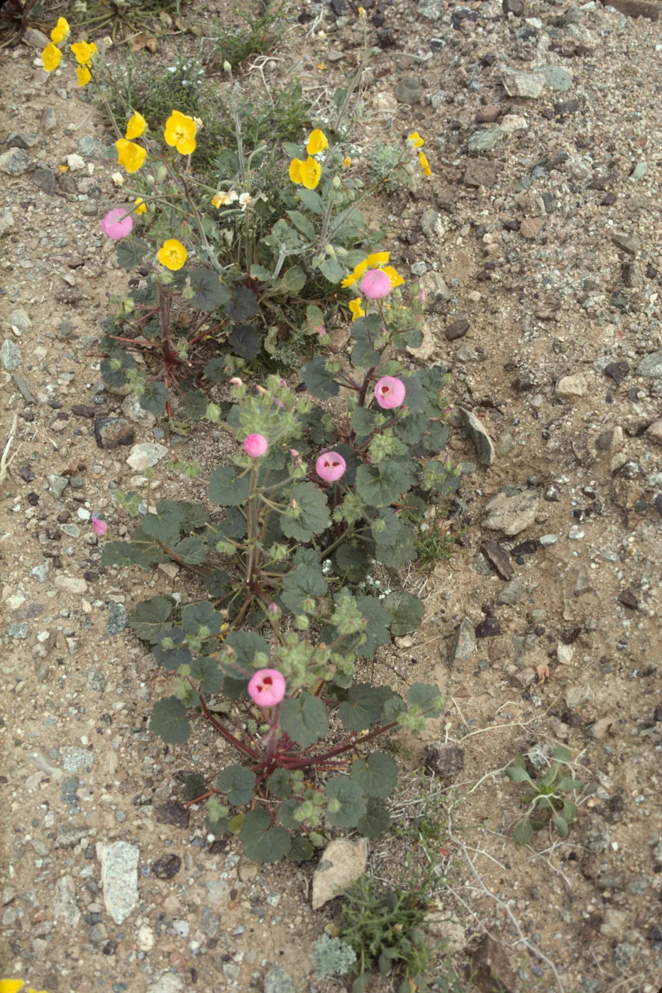 Camissonia with Eremalche rotundifolia