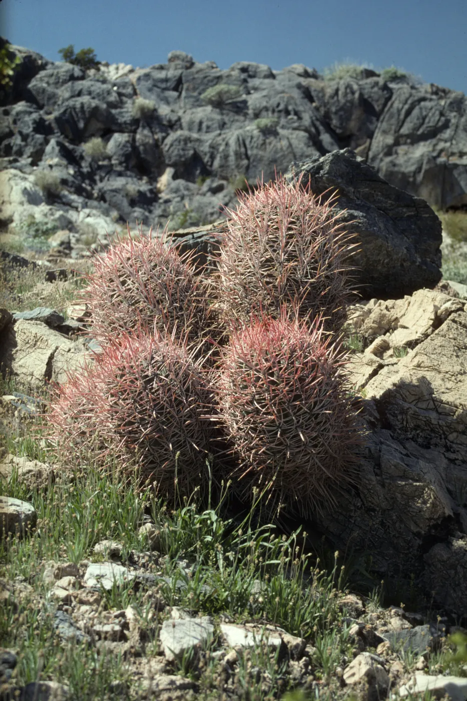 Echinocactus polycephalus, Argus Mountains