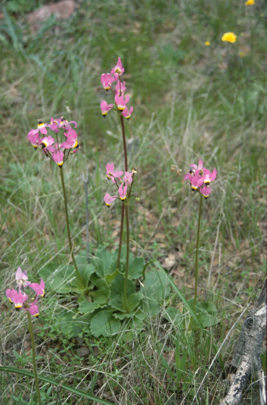 Dodecatheon clevelandii