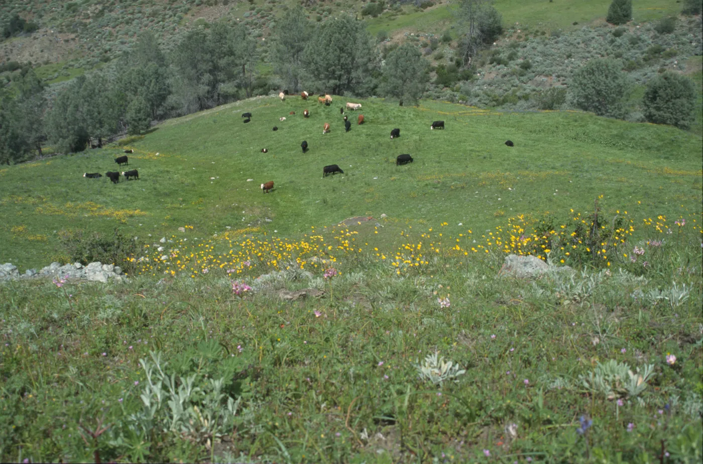 Ranunculus, cows grazing