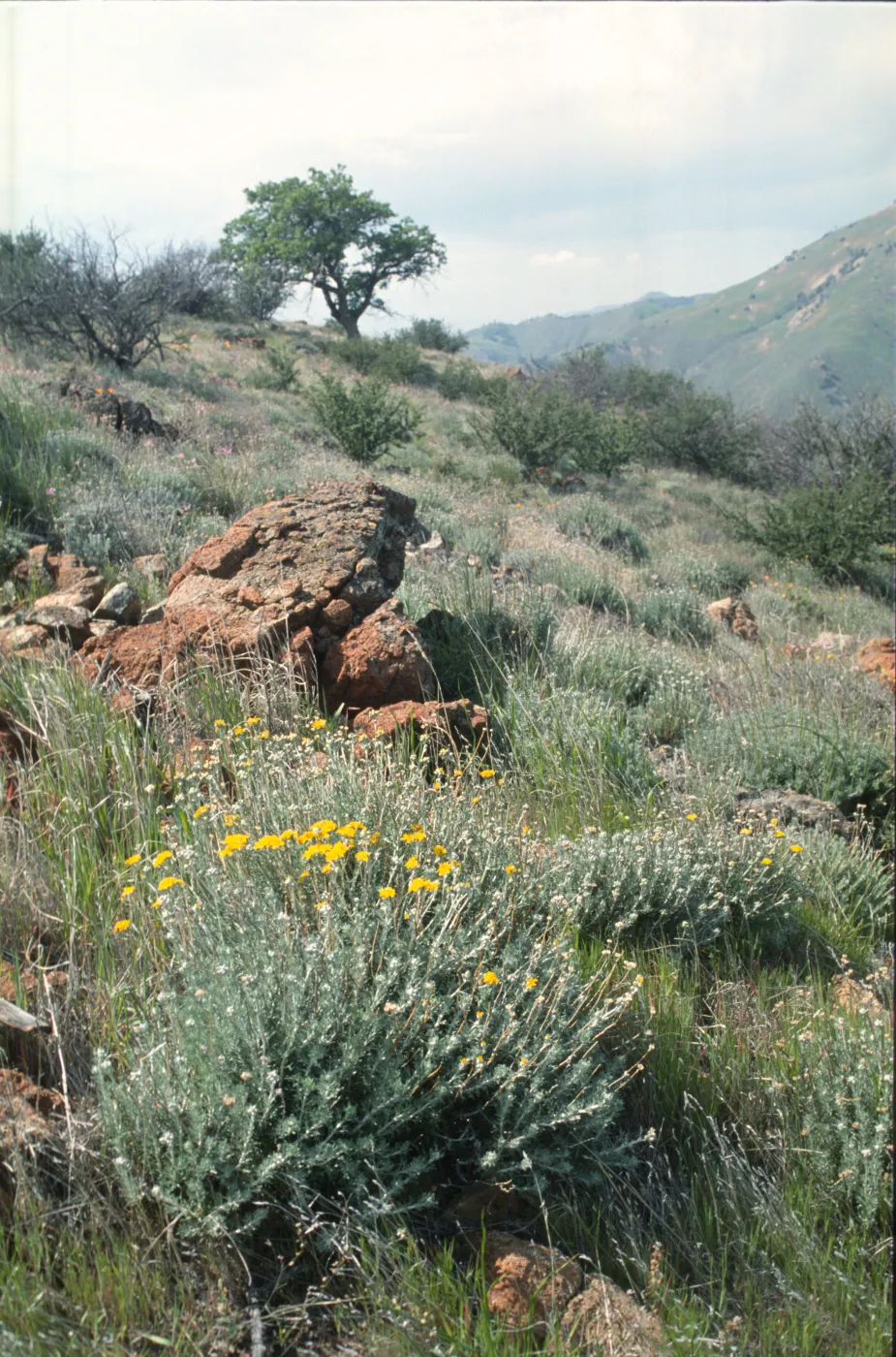 Eriophyllum confertiflorum