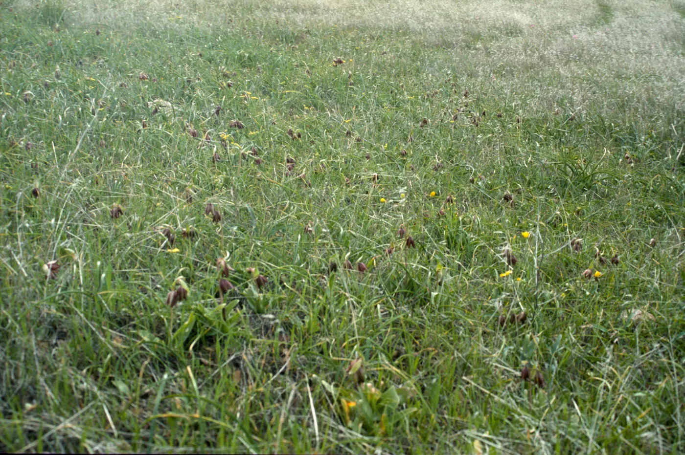 Fritillaria biflora