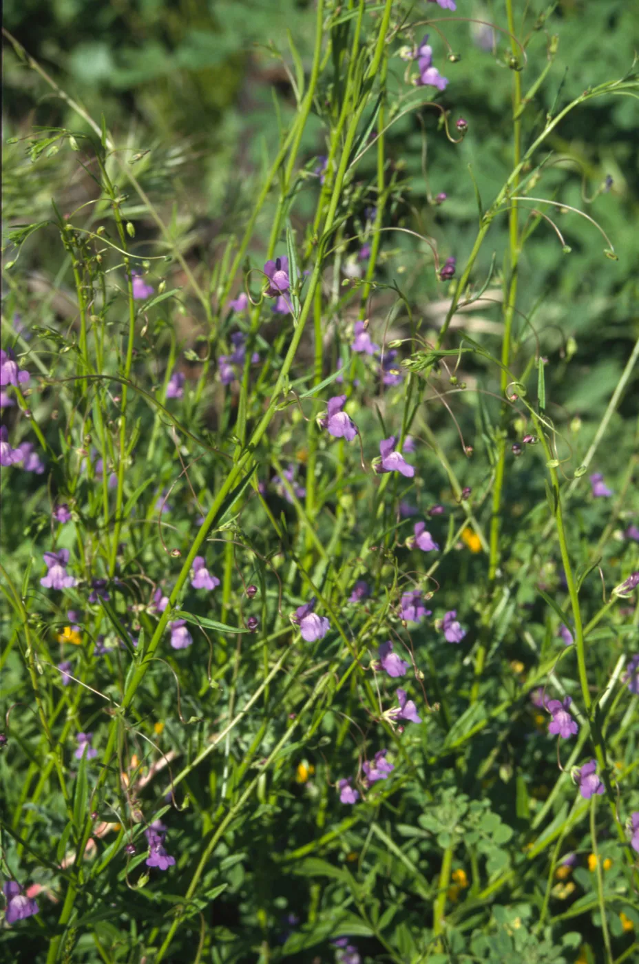 Antirrhinum kelloggii