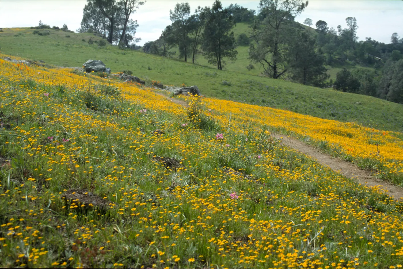 Goldfields at first serpentine outcrop