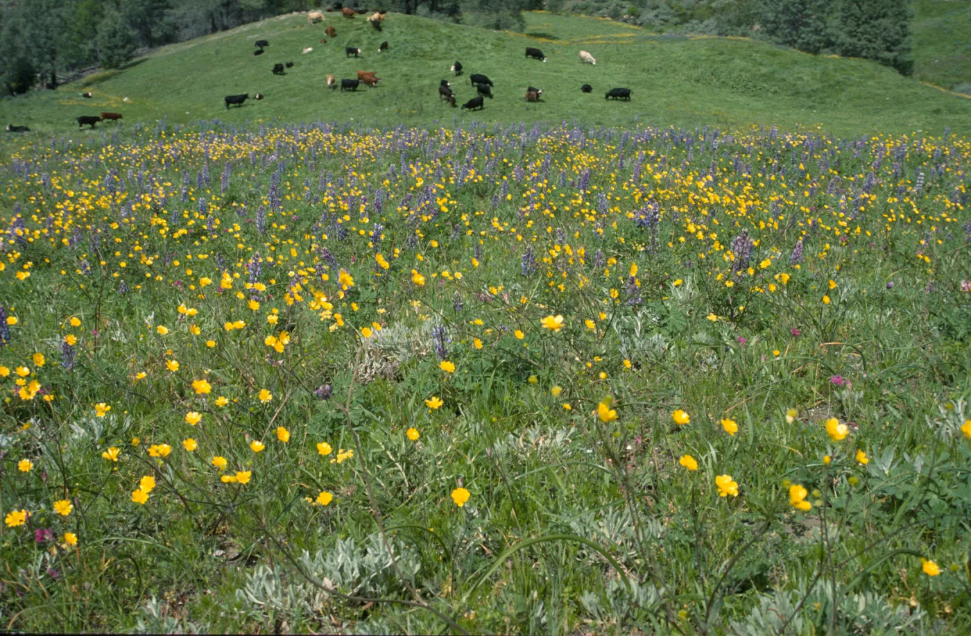 Lupinus succulentus & cattle