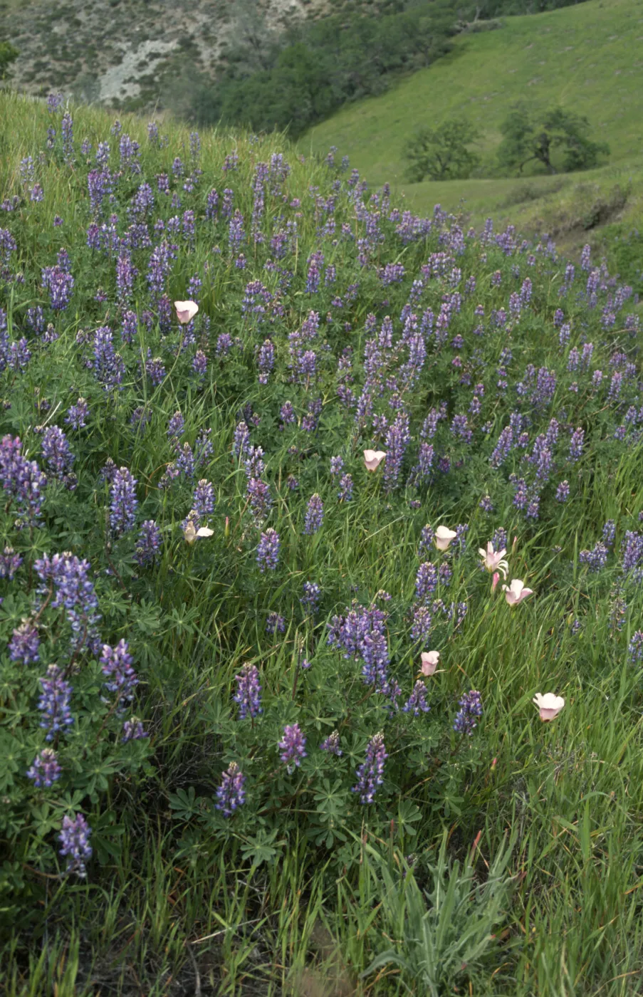 Lupinus (Lupine)