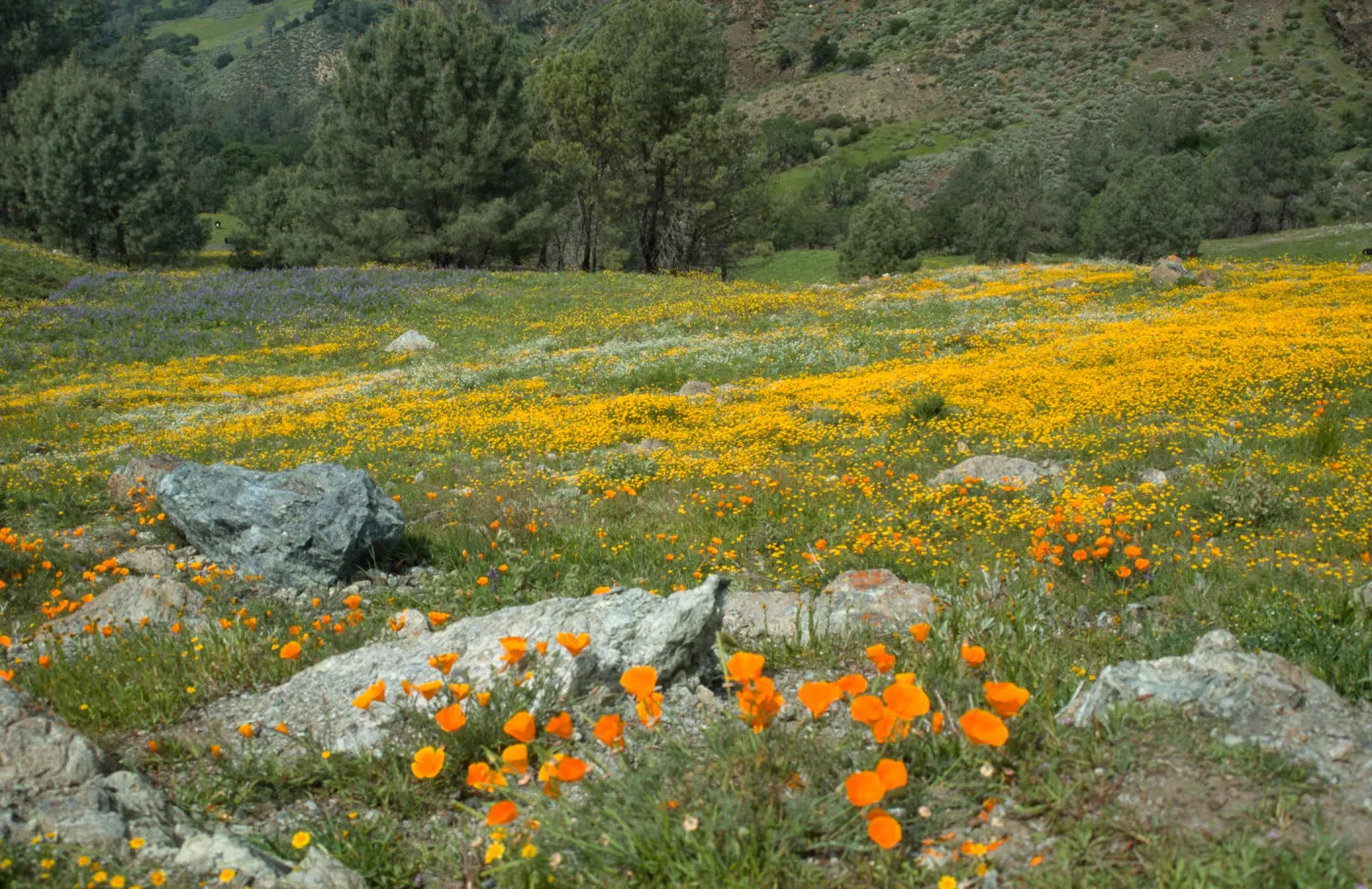 Wildflowers at first big serpentine outcrop