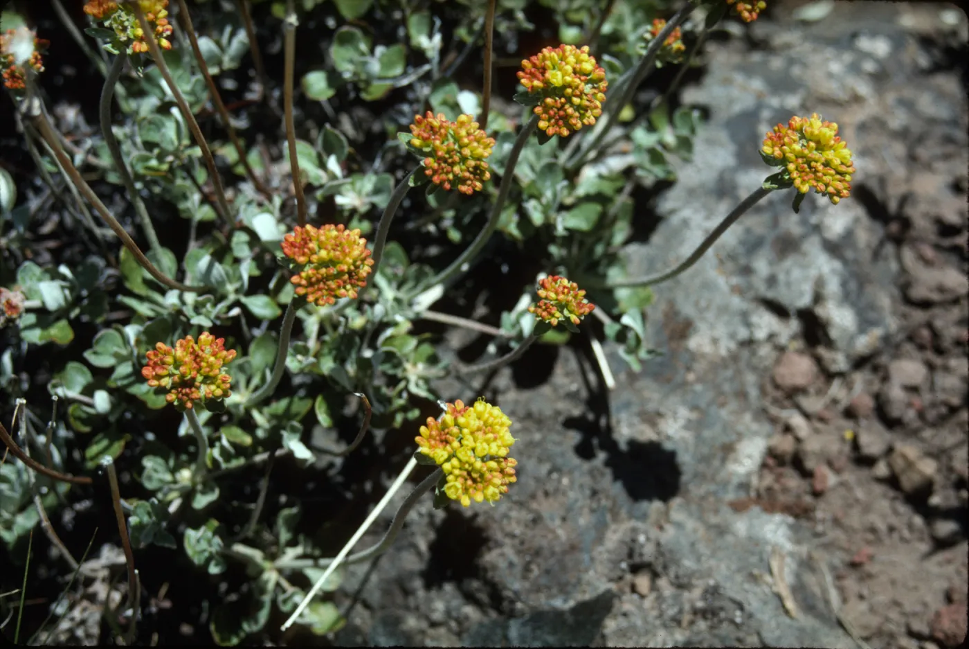 Eriogonum (wild buckwheat) 