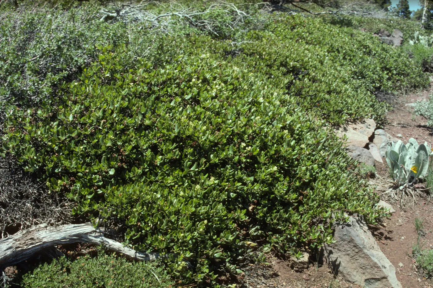 Ceanothus velutinus