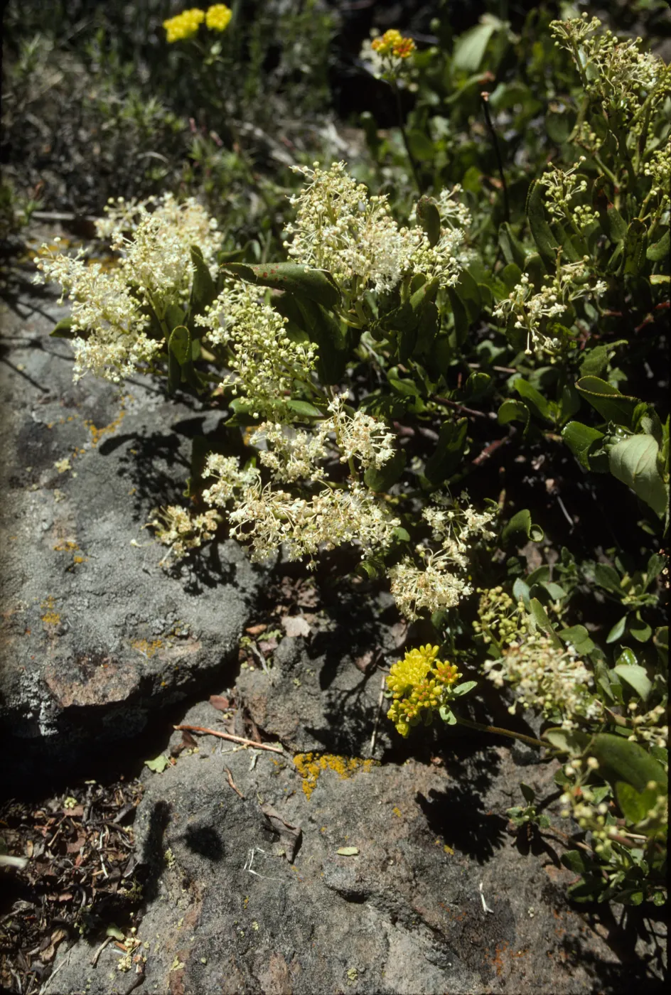 Ceanothus velutinus
