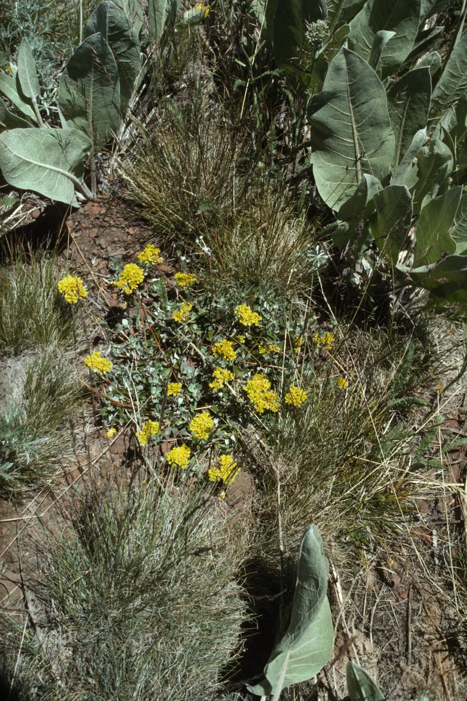 Wyethia and Eriogonum