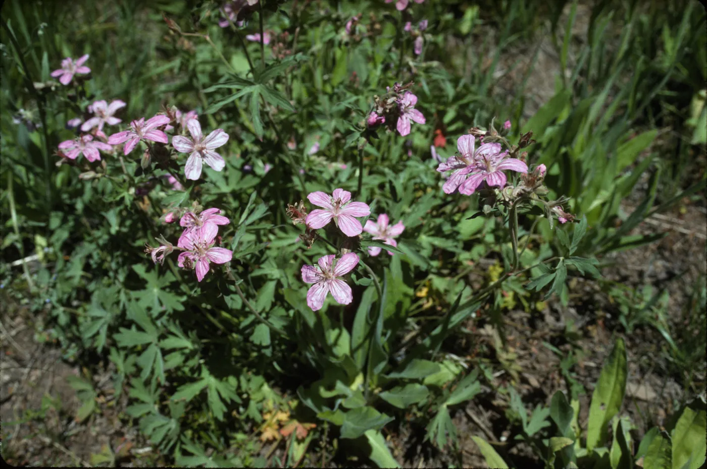 Geranium