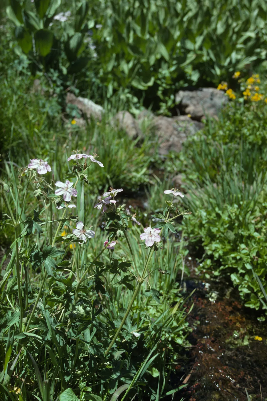 Geranium