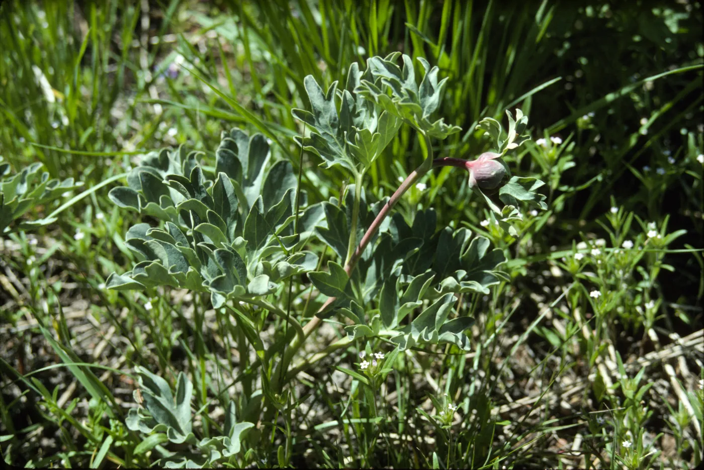 Paeonia brownii