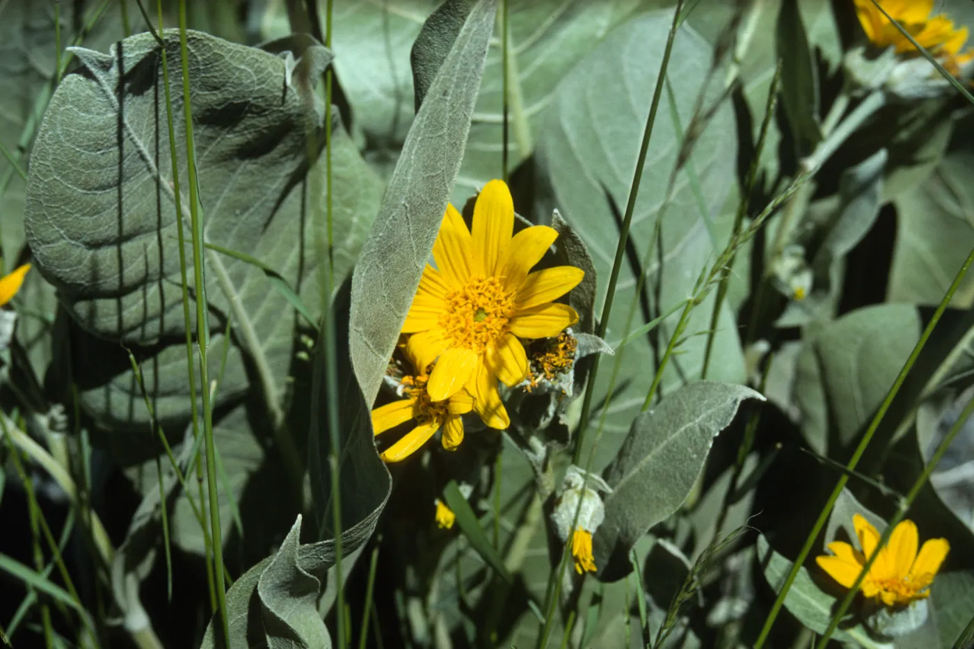 Wyethia flowers