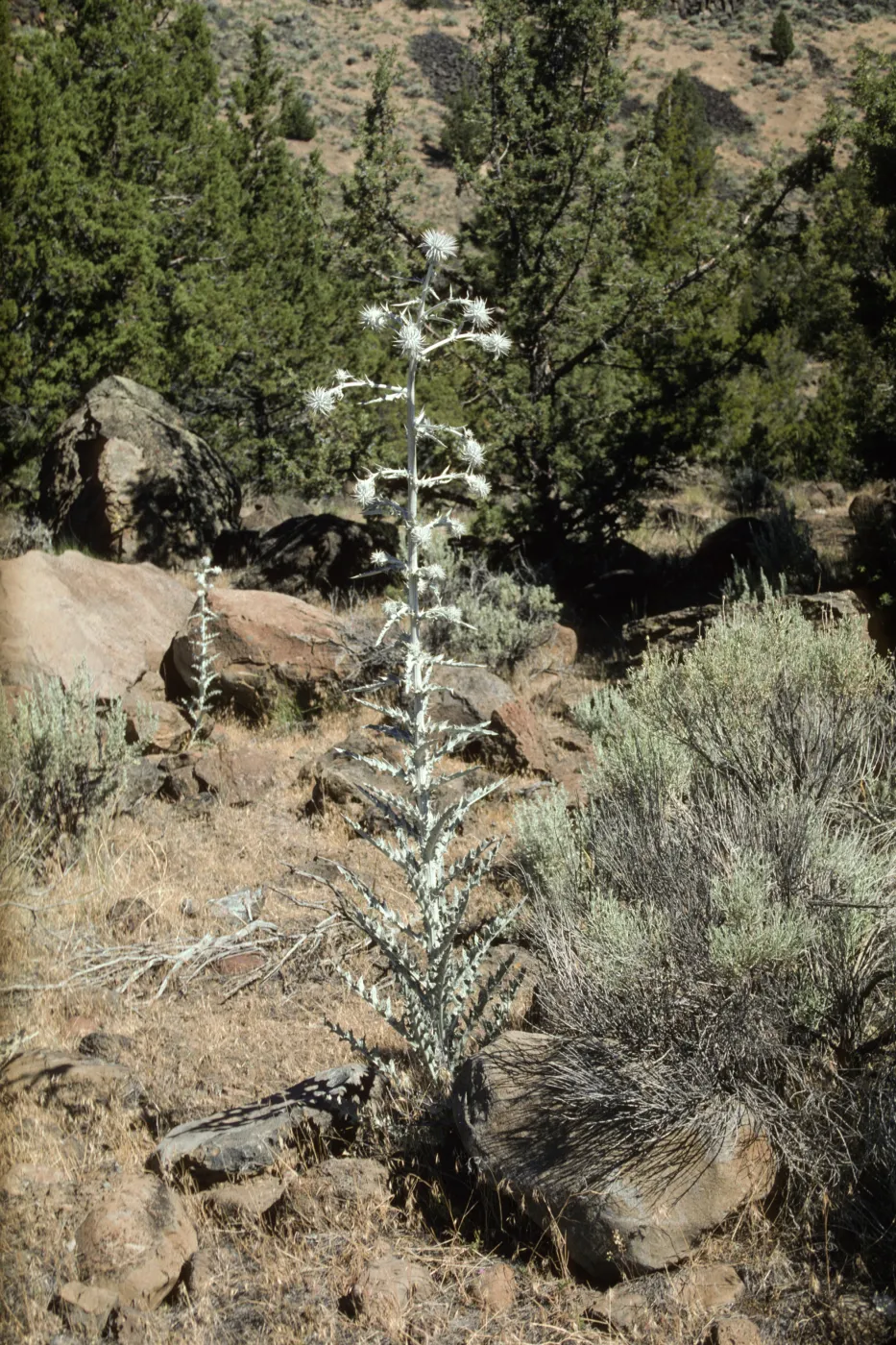 Cirsium