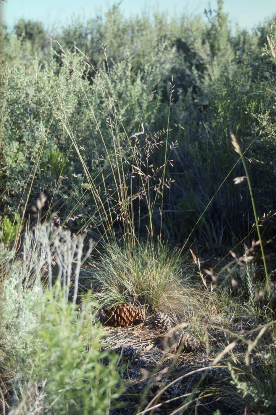Festuca idahoensis