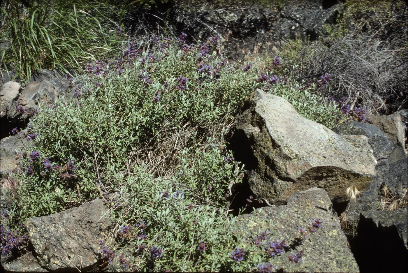 Salvia (Sage) dorrii