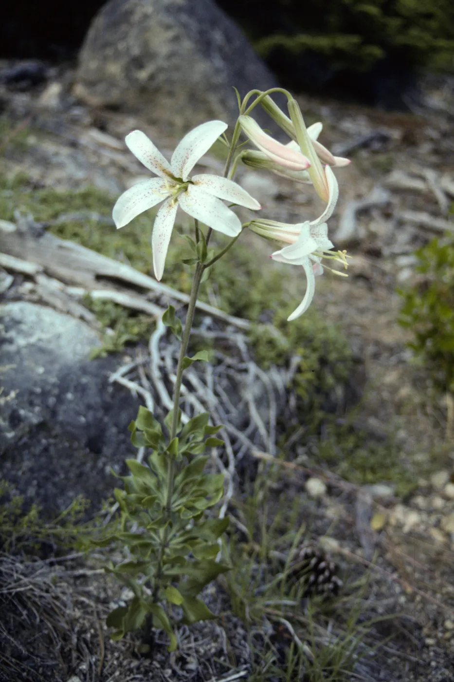 Lilium washingtonianum