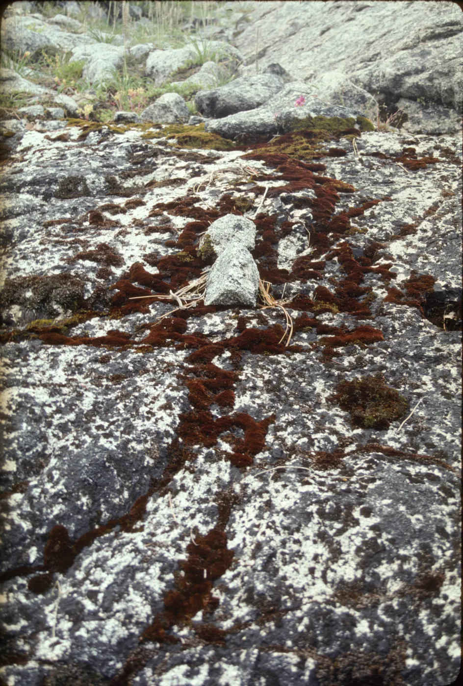 Lichen