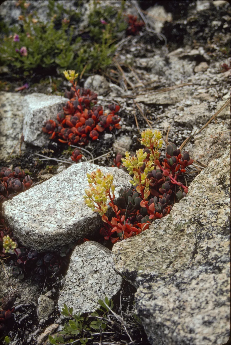 flowering Sedum