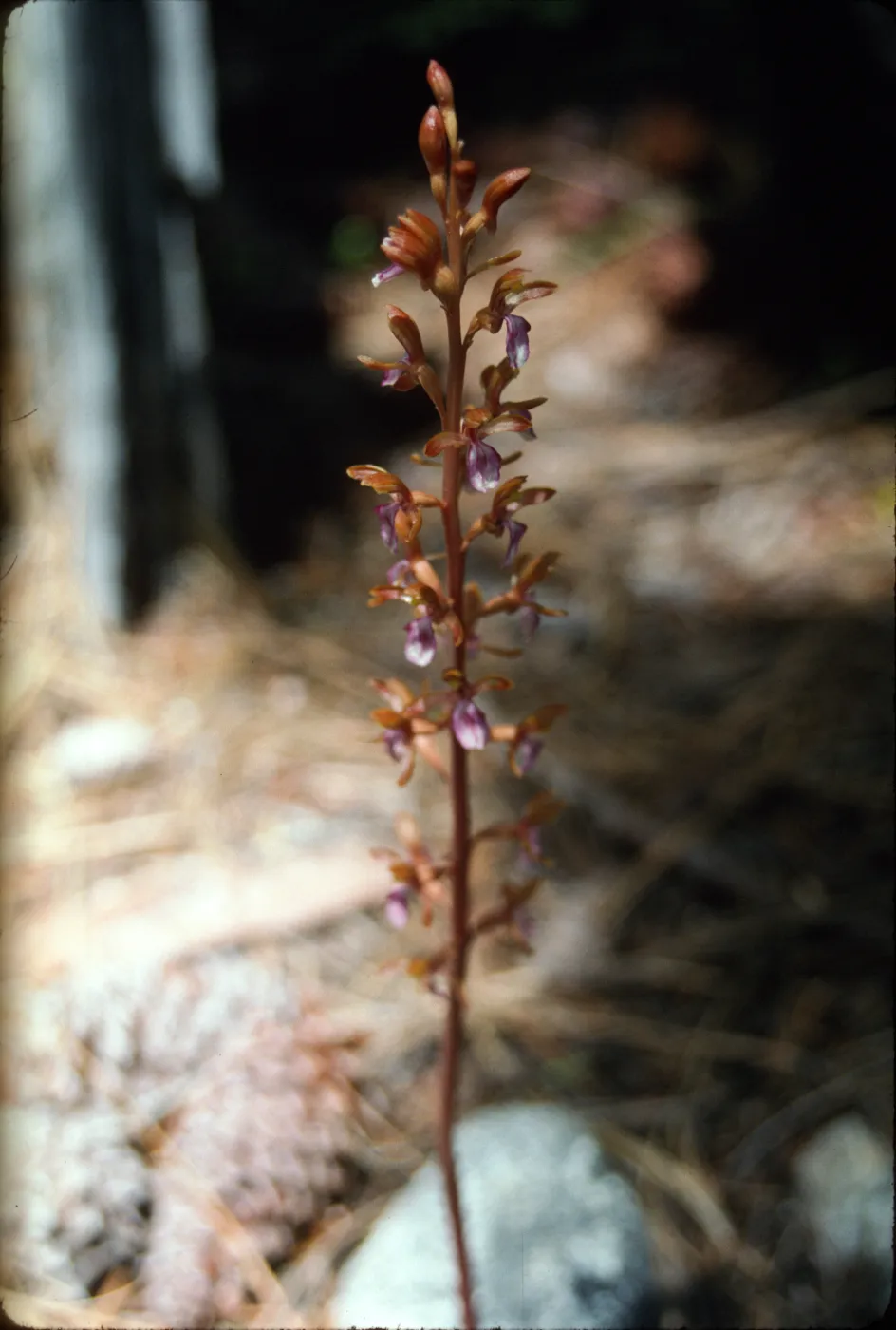 Corral Root?
