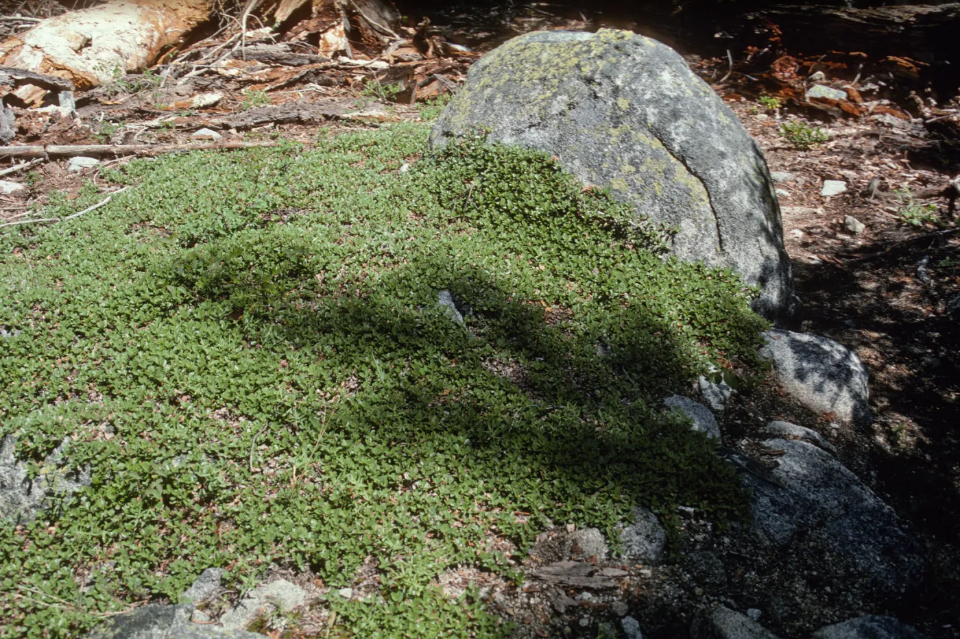 creeping Ceanothus prostratus