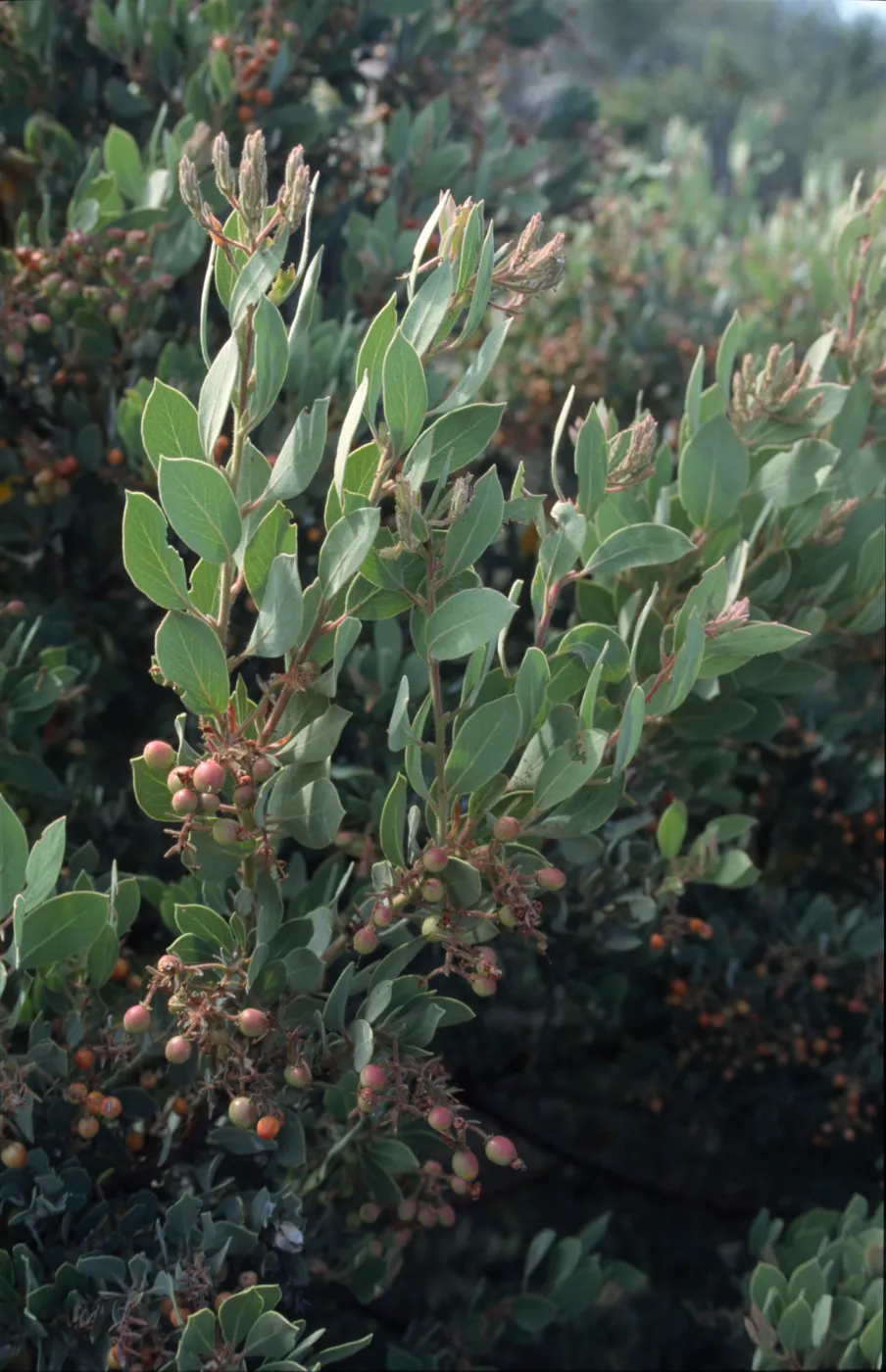 Arctostaphylos (Manzanita)