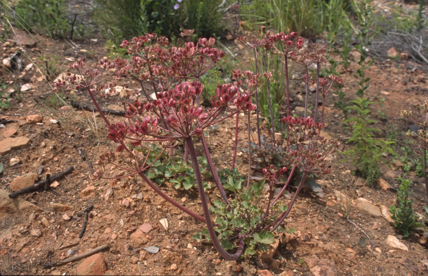 Lomatium