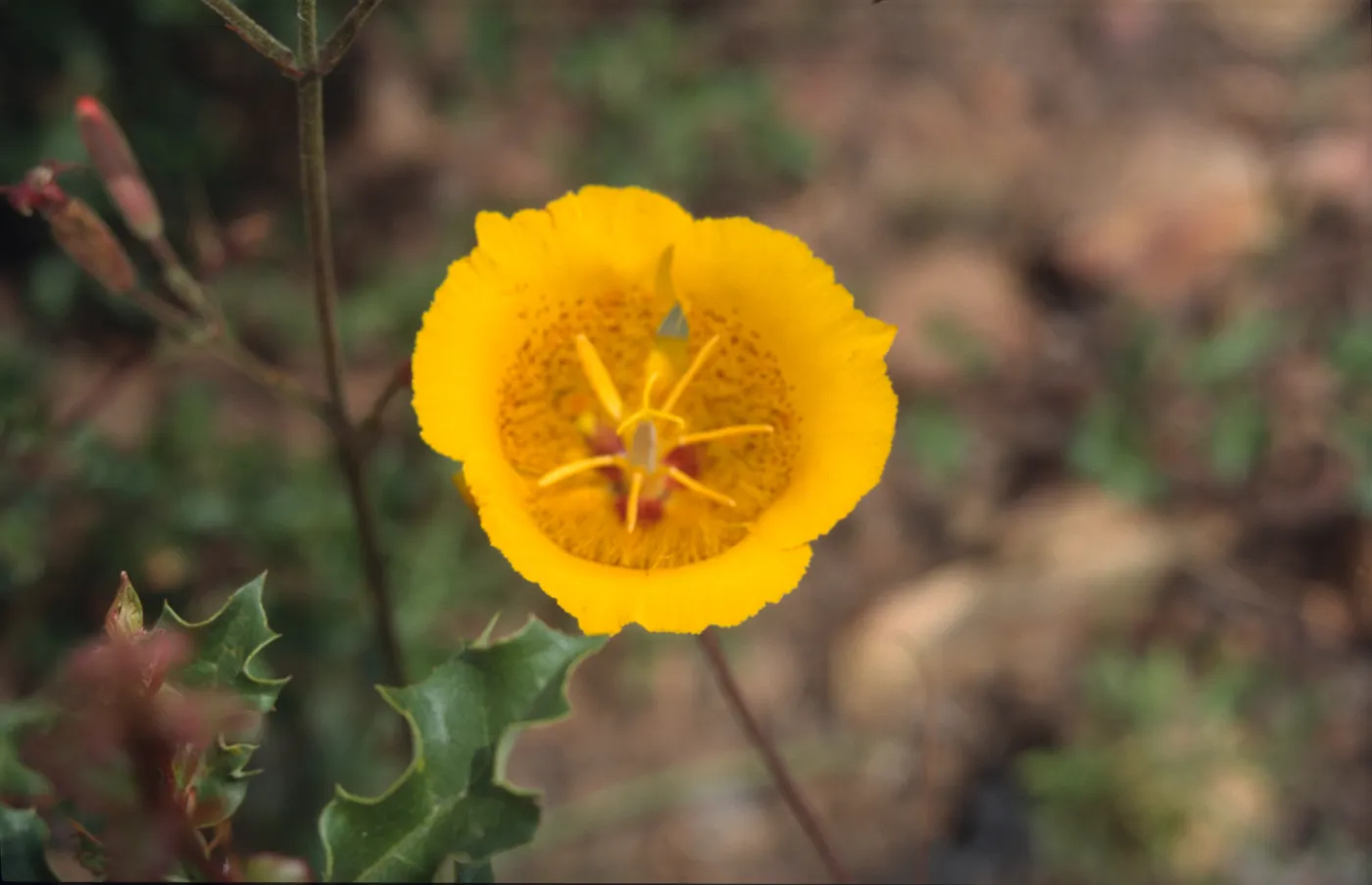 Calochortus weedii