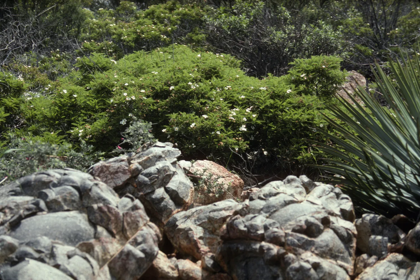 Metavolcanic Rock, Otay