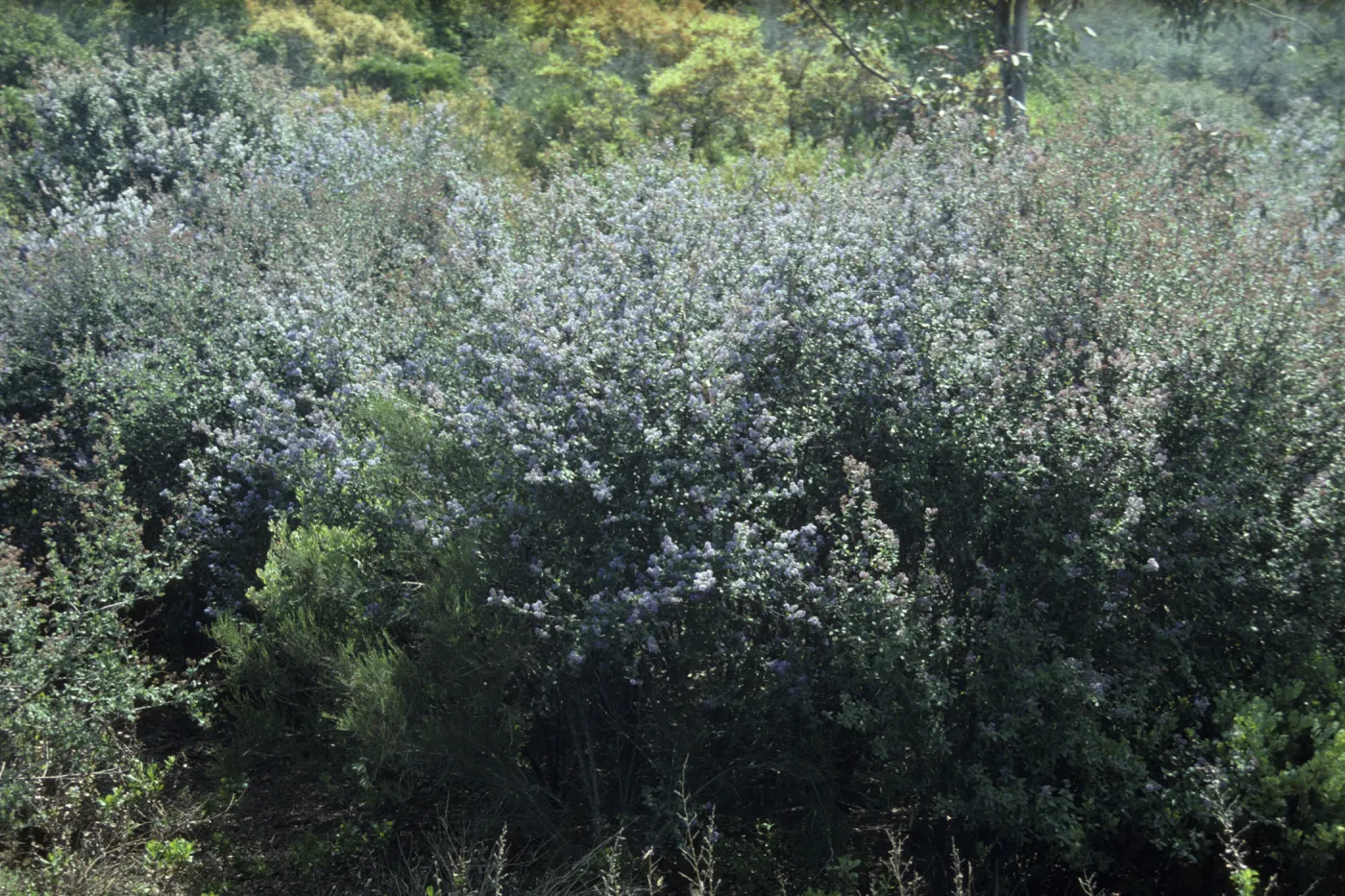 Ceanothus (California Lilac)
