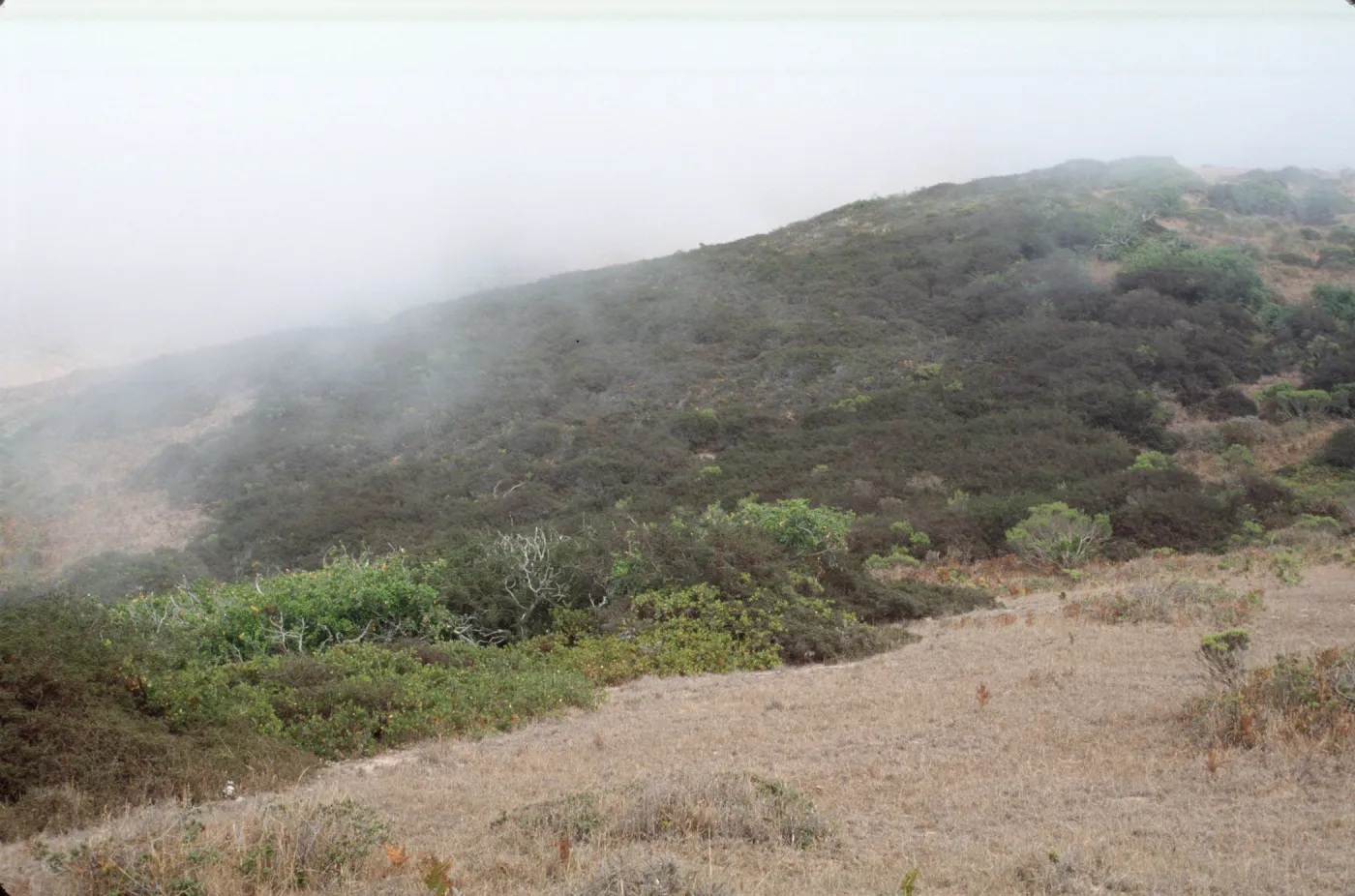 Fog, Ceanothus impressus & Arctostaphylos (Manzanita)