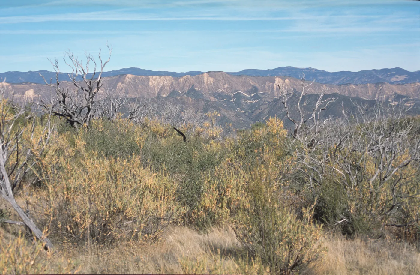 Chaparral vegetation, 10 years after Marre Fire