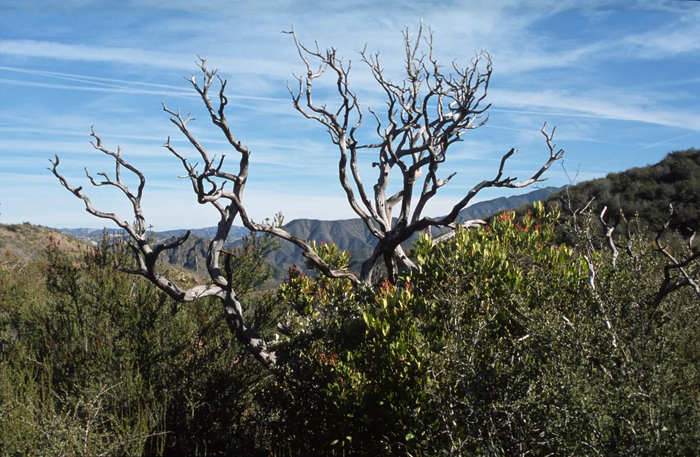 Arctostaphylos glauca skeleton