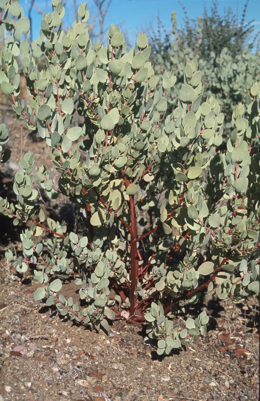 Young Arctostaphylos glauca