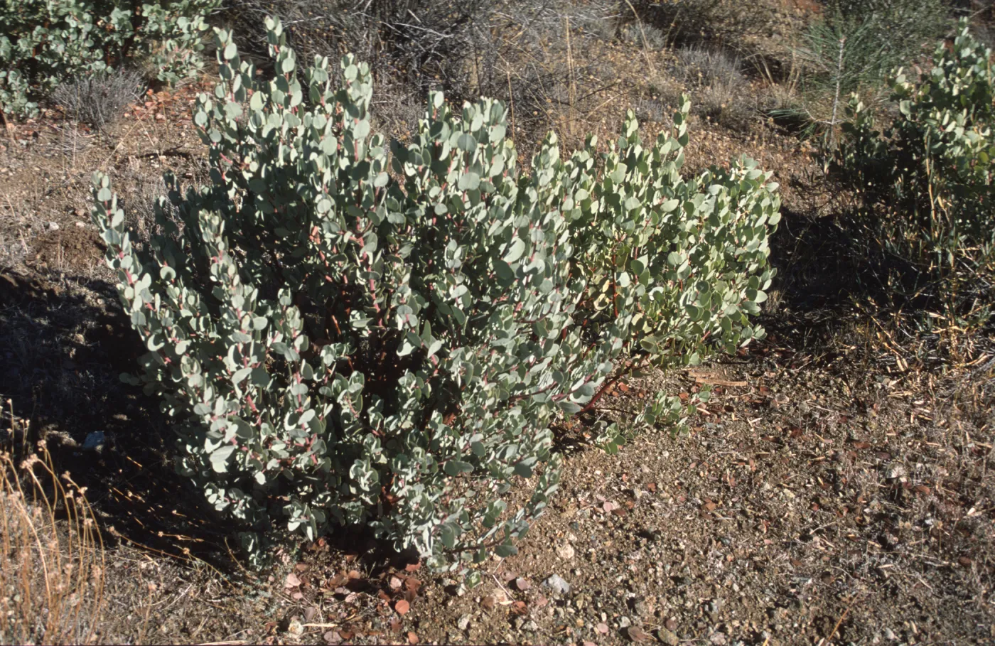 Two young Arctostaphylos glauca with different leaf color