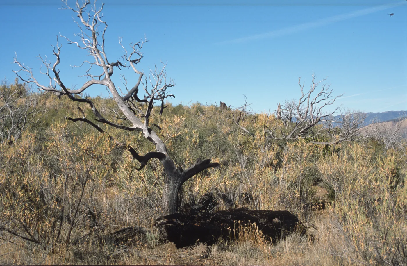 vegetation after Marre Fire vegetation