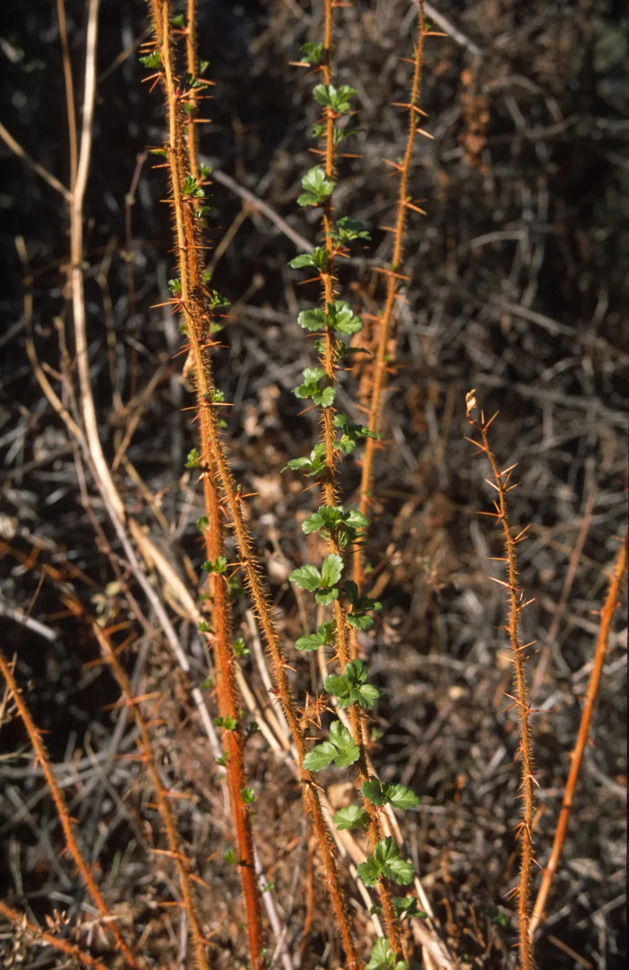 Ribes speciosum