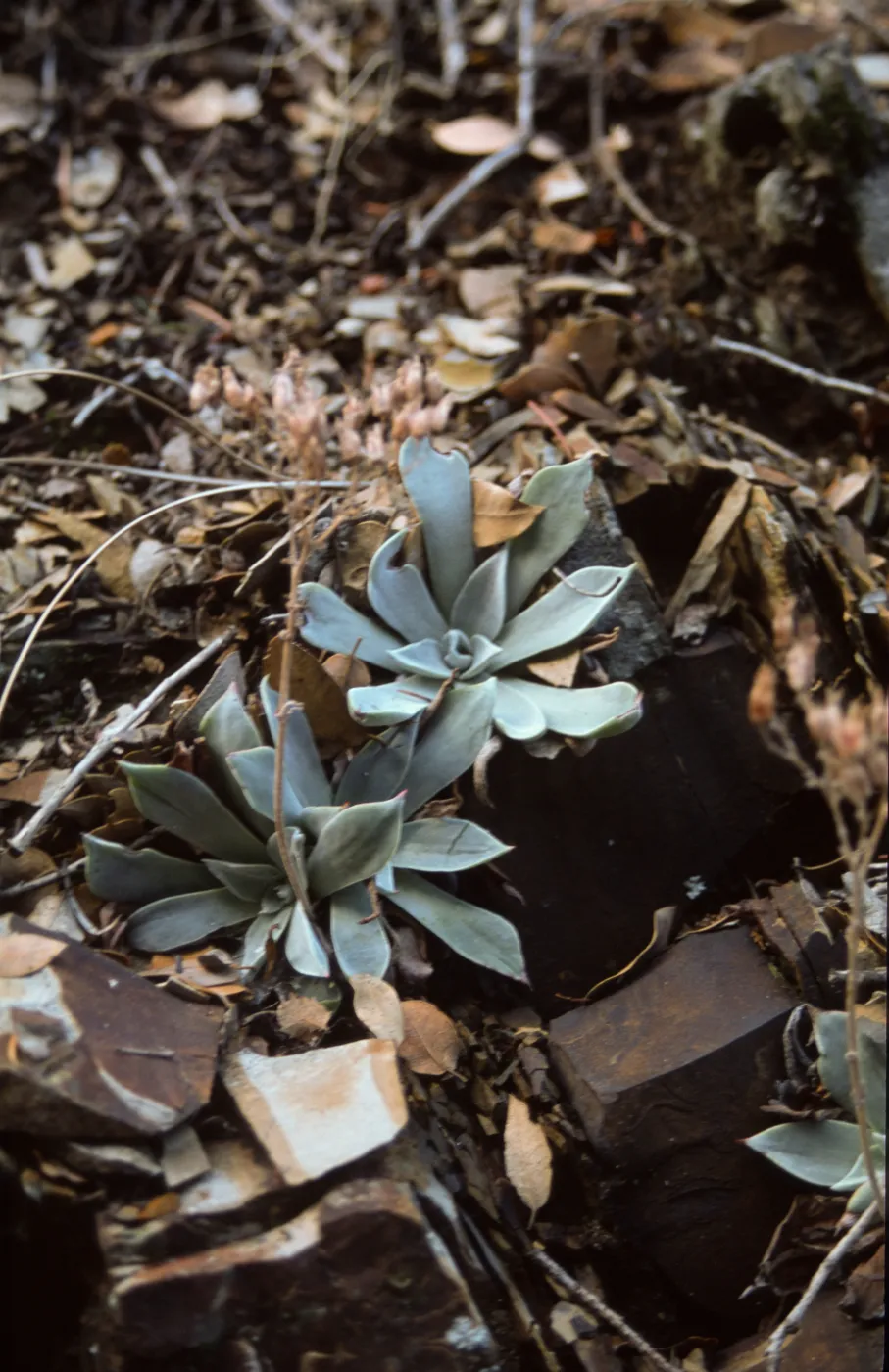Dudleya cymosa