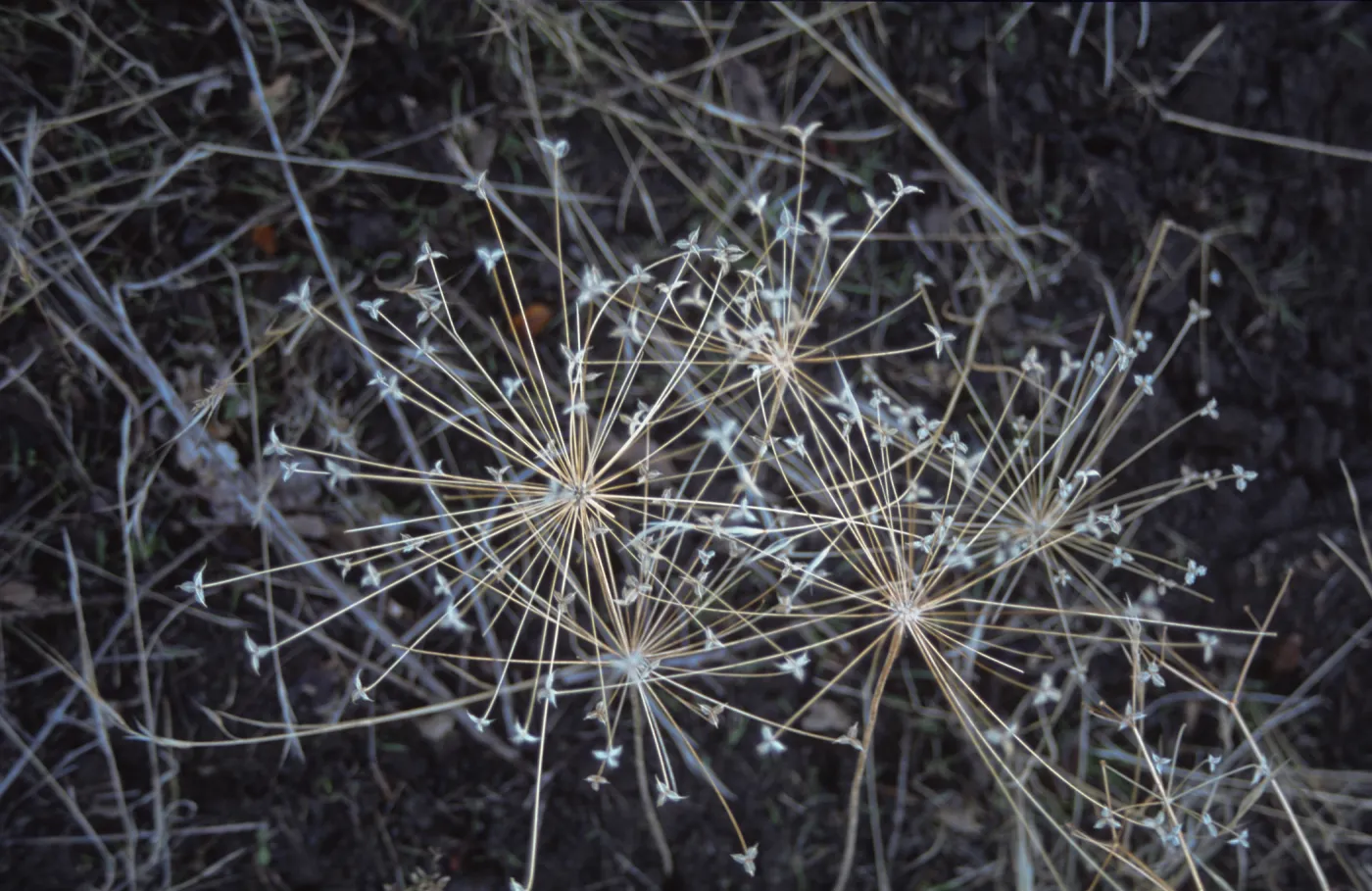 Bloomeria crocea